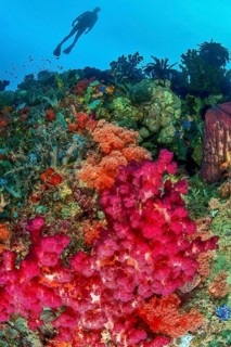 Lively colourful coral reef with soft corals (Dendronephthya), in the background silhouette of
