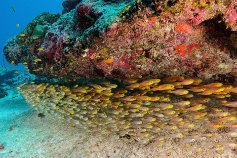 Underwater photo Swarm of Pigmy sweeper (Parapriacanthus ransonneti) swimming Schooling fish
