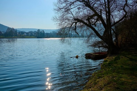 Calm lake with sun reflections in the water and a tree on the shore under clear sky, Faulbach,