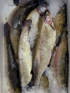 Rainbow trout (Oncorhynchus mykiss) Red trout on ice in refrigerated counter fish counter display