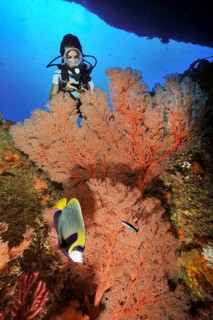 Diver looking at fan coral (Melithaea andamanensis) with open polyps while scuba diving in intact