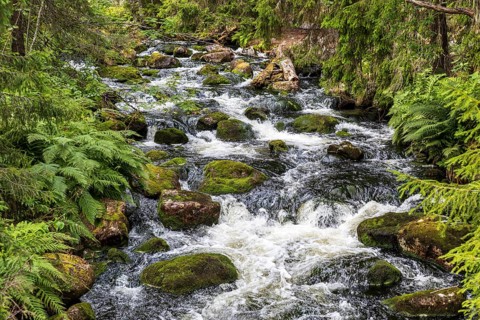 Njupån wild stream in Fulufjället National Park, Dalarnas län, Sweden