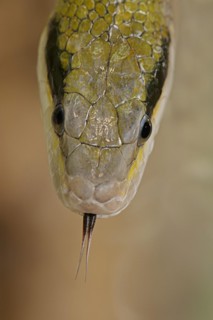 Taiwan beauty snake (Orthriophis taeniurus frisei, Elaphe taeniura frisei) lambing, captive,
