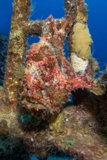 Giant anglerfish (Antennarius commersoni) sits with good camouflage well camouflaged in wreck part