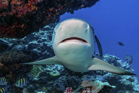Underwater photo Close-up of Grey reef shark (Carcharhinus amblyrhynchos) swimming directly towards