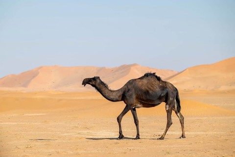 Dromedary (camel) in front of sand dunes in the Rhub al Khali desert, Empty Quarter, largest sand