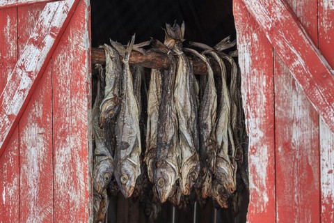 Dried fish in a barn, Skrei, A i Lofoten, Moskenesoya, Lofoten, Norway