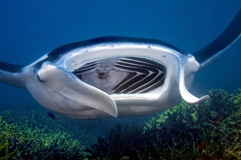 Underwater photo of giant ray manta (Manta alfredi) Reef manta plankton eater swimming with wide