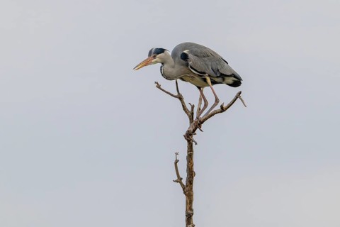 Grey heron (Ardea cinera), sitting on a branch, Vienna, Austria