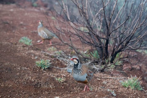 Red-legged partridge (Alectoris rufa), Madeira, Portugal