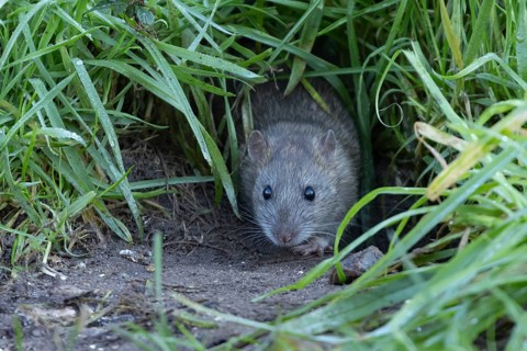 Brown rat (Rattus norvegicus) adult rodent animal emerging from a burrow hole in grassland,