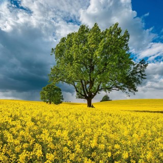 Large old solitary oaks in a blooming rapeseed field in spring, an approaching thunderstorm on the