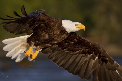 Bald Eagle (Haliaeetus leucocephalus) flying, British Columbia, Canada