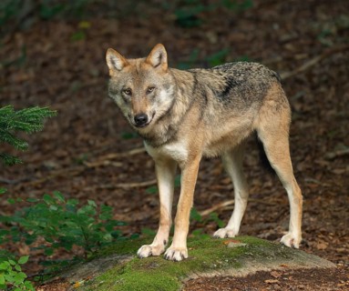 Wolf (Canis lupus) standing on a moss-covered rock and looking attentively, captive, Bavarian