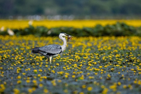Grey heron (Ardea cinerea) amidst flowering sea pots (Nymphoides peltata) Hungary