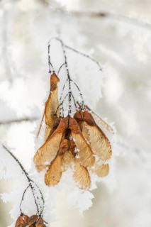 Ice crystals from roarfrost on Amur maple (Acer tataricum subsp. ginnala) seeds at sunshine in