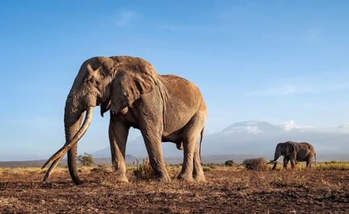 African elephant (Loxodonta africana) with Kilimanjaro, the famous Super Tusker elephant Craig, old