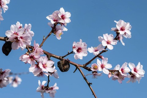 Almond blossom (Prunus dulcis), Rhineland-Palatinate, Germany