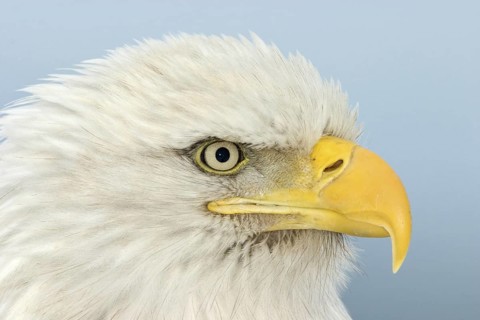 Bald Eagle (Haliaeetus leucocephalus), Alaska, USA
