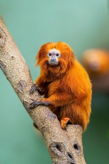 Golden lion tamarin (Leontopithecus rosalia), climbing on a tree, captive, Germany