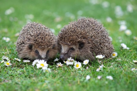 Cute hedgehog, brown-breasted hedgehog (Erinaceus europaeus) in the garden, Vechta, Lower Saxony,