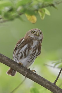 Ferruginous Pygmy Owl (Glaucidium brasilianum) perched on a branch in Costa Rica