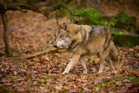 A lone wolf roaming a leafy forest floor, wolf (Canis lupus), Germany