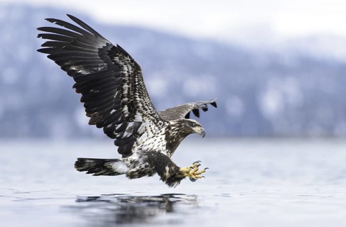Bald Eagle (Haliaeetus leucocephalus) flying, Alaska, USA