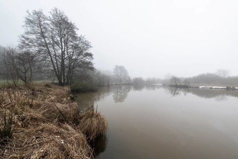 Pond landscape with black alder (Alnus glutinosa) in the fog, Emsland, Lower Saxony, Germany