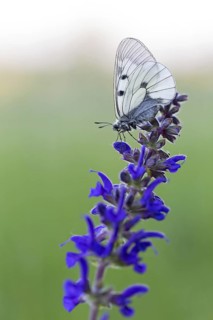 Clouded Apollo, (Parnassius mnemosyne), butterfly family, butterfly, insect, close-up, Lake