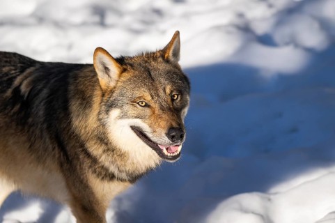 European gray wolf (Canis lupus lupus) standing in a forest in winter, snow, Bavaria, Germany