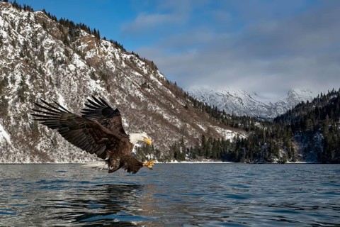 Bald Eagle (Haliaeetus leucocephalus) hunting, Alaska, USA