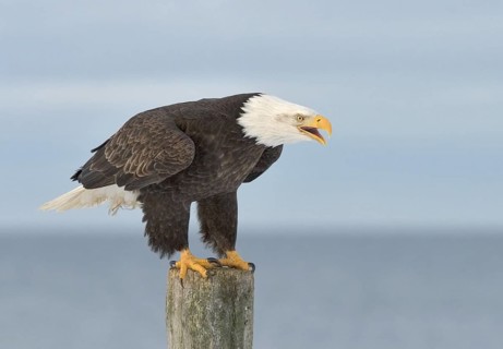 Bald Eagle (Haliaeetus leucocephalus), Alaska, USA