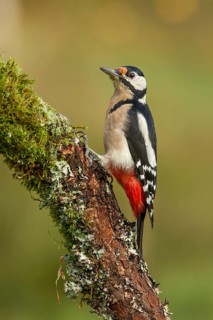 Great Spotted Woodpecker (Dendrocopos major), adult male on a tree, Castilla Leon, Spain