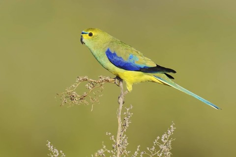 Blue-winged Parrot (Neophema chrysostoma) male, Victoria, Australia