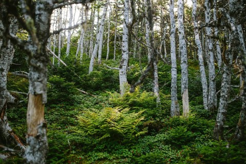 Lush green ferns and abundant foliage under a canopy of tall, white-barked trees in Sherwink,