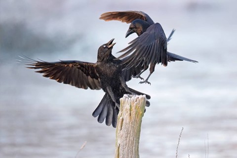 Rabenkrähe lat. Corvus corone, zwei Vögel streiten um eine Sitzwarte