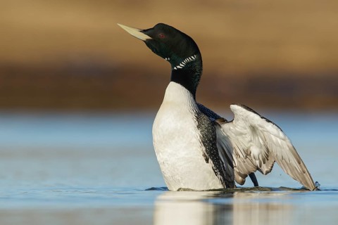 Yellow-billed Loon (Gavia adamsii) feeding on a small pond on the tundra in Northern Alaska