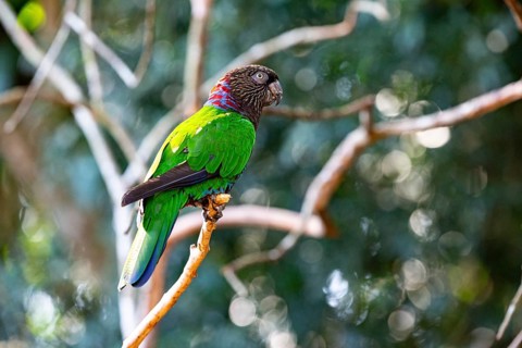 Red-fan parrot (Deroptyus accipitrinus) Pantanal Brazil