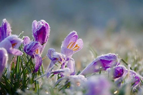 Crocus flower with hoarfrost, winter, Germany