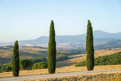 Typical Tuscan landscape in Val d'Orcia with hills, trees, fields, farmhouses and cypresses in