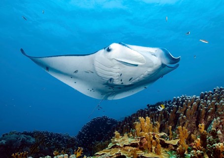Underwater photo of giant ray manta (Manta alfredi) Reef manta plankton eater swimming over edge of
