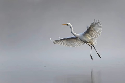 Great White Egret (Ardea alba) Winter visitor, migratory bird, streaky light, resting bird, fog,