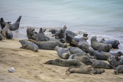 Seals on the beach, Great-Blasket Island, Dunquin, Kerry, Ireland