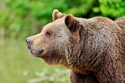 Eurasian brown bear, European brown bear (Ursus arctos arctos), adult, captive, Switzerland