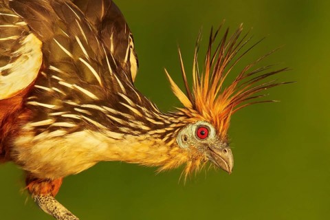 Hoatzin (Opisthocomus hoazin) perched on a branch in Manu National Park, Peru