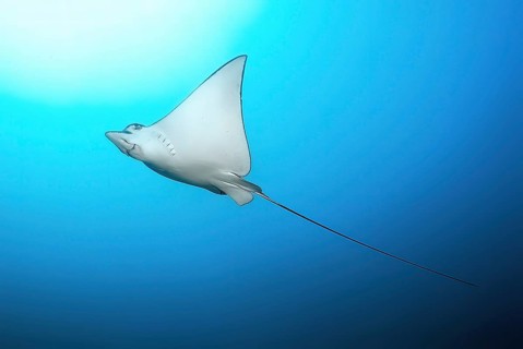 Underwater photo of underside of eagle ray (Myliobatis aquila) with long tail swimming through open