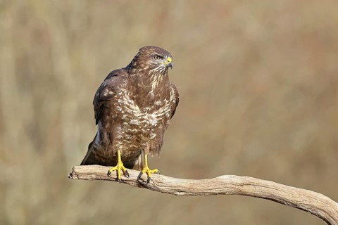 Common buzzard (Buteo buteo), sitting on a branch, Wilnsdorf, North Rhine-Westphalia, Germany