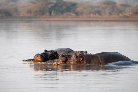 Hippos (Hippopatamus amphibius), group in the water in the morning light, with reflection, adult,