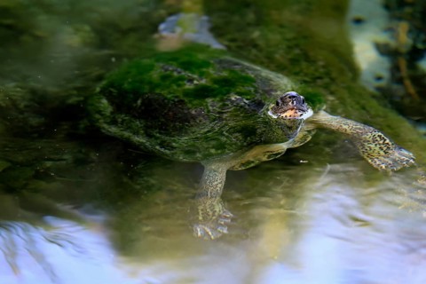 Tabasco tortoise (Dermatemys mawii), adult, in water, swimming, Central America